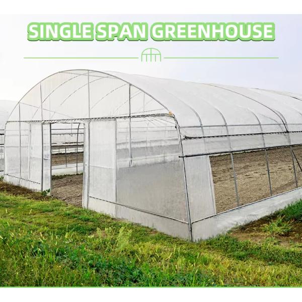 High Tunnel Single Span Tomato Hydroponic System Low Cost Plastic Greenhouse Agriculture