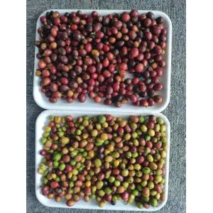 Mini Belt Optical Color Sorter For Coffee Cherry Use For Coffee Bean Manufacture