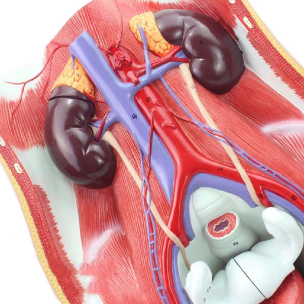 Advanced PVC Simulation 15cm Human Urinary System Model For Medical Dispaly