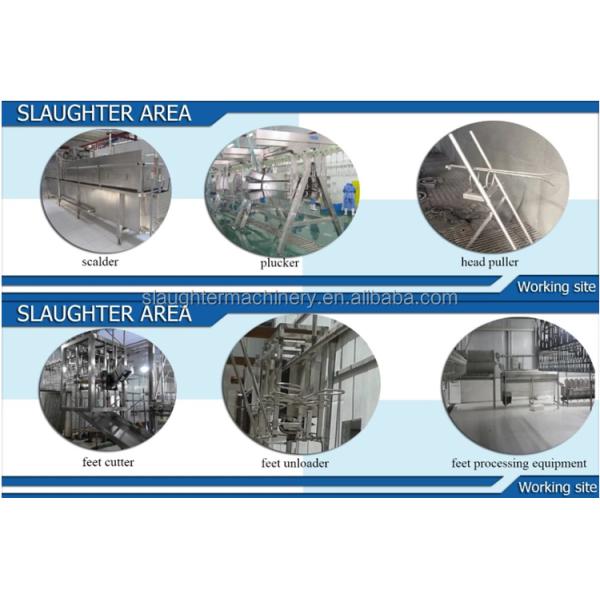 Semi-Automatic Evisceration System for Chicken poultry processing line Stainless steel 304 material Quality plucker