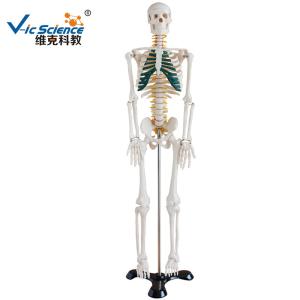 Lab Educational Anatomical Skeleton Model With Spinal Nerves VIC-102A
