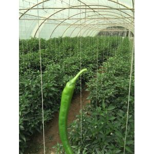 UV Treated 1 Ply Polypropylene Twine 200m-2000m Roll Customized Color for