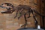 Artificial Simulation Complete Dinosaur Fossil Model Customization Support
