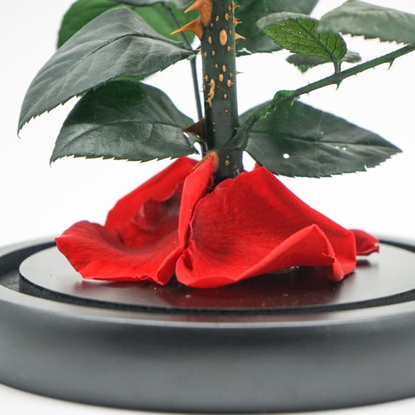 Everlasting Preserved Rose Glass Dome Bring A Unforgettable Experience