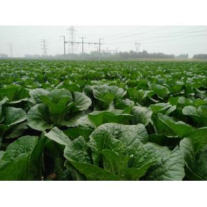Buy cheap Cruciferous Organic Green Cabbage , No Putrefaction Healthy Cabbage from wholesalers