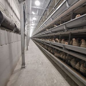 Wholesale H Type Q235 Laying Egg Layer Chicken Cage 54-240 Birds Capacity from china suppliers