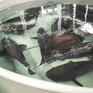Temperature Controllable High Density Recirculated Aquaculture System RAS