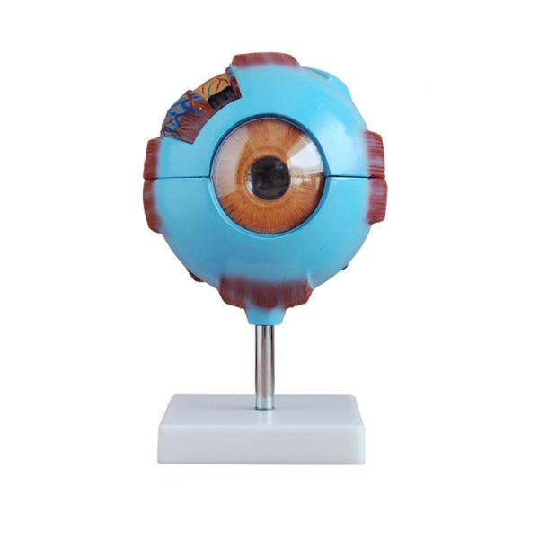 Quality 6X Enlarged Human Eyeball Anatomy Model Medical Plastic Simulation For Science Display Teaching for sale