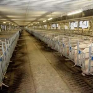 Prefab Steel Pig Farm Houses Sheds Buildings For Efficient Modernized Farming