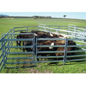 Wholesale 40x80 MM Heavy Duty Cattle Panels , Oval Tube Cattle Panels For Goats from china suppliers