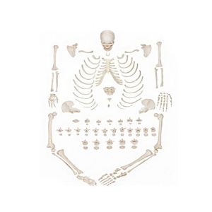 Scientific Life Size Disarticulated 180cm Human Skeleton Model