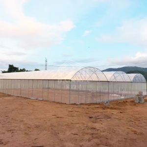 Large Multi-Span PE Greenhouse 50-100m Length 7-10m Width
