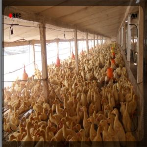 Improve Immune Complex Organic Acids Feed Additive Acidifier For Poultry