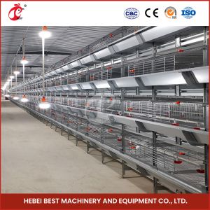 A H Type Full Automatic Brooder Chicken Cage System Q235 Steel Rustproof Star
