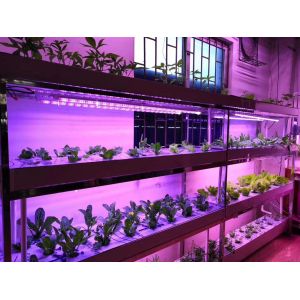 Epileds 3v 3.2V 450nm 455NM 3w SMD 3535 LED Grow Light Chips