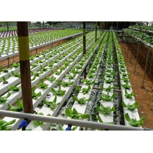 High Density NFT Hydroponics System Fast Harvest Cycle Automatic Control
