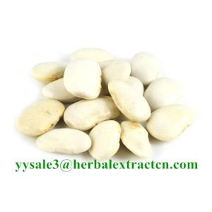 White Kidney Bean Extract 3000 units/g, 10:1，phaseolin1-3%, Chinese manufacturer