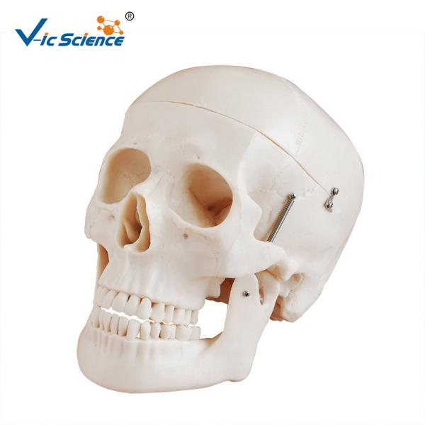 Deluxe Anatomical Skeleton Model Skull Style D Medical Plastic Skull Anatomy VIC