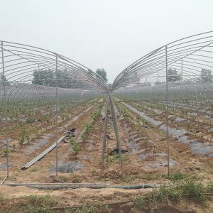 High Output Attractive Single Span Greenhouse With Stable Structure