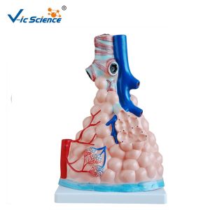 Wholesale Magnified Pulmonary Alveoli Human Anatomical Model 36x23x12cm from china suppliers