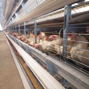 China H Type Animal Layer Chicken Cages 2mm For Poultry Farm 8 Leves / Floors on sale