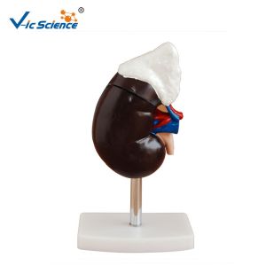 Wholesale Medical Human Kidney Model , Human Organ Model With Adrenal Gland from china suppliers