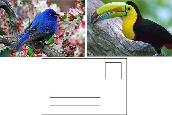 Lenticular Postcard Printing Toucan Wild Animals 3D Postcard for zoo pack