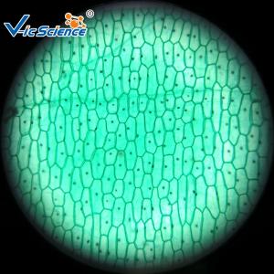 Wholesale Reliable Biological Microscope Glass Slides Lab 25pcs Premade Microscope Slides from china suppliers