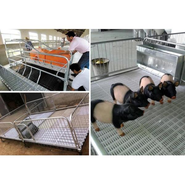 PSF-01 50mm Plastic Slat Floor Poultry Broilers For Piglet