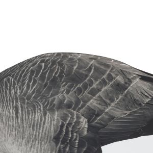 OEM ODM Plastic EVA Canada Snow Goose Decoy Upright / Feeder Style With Flocked