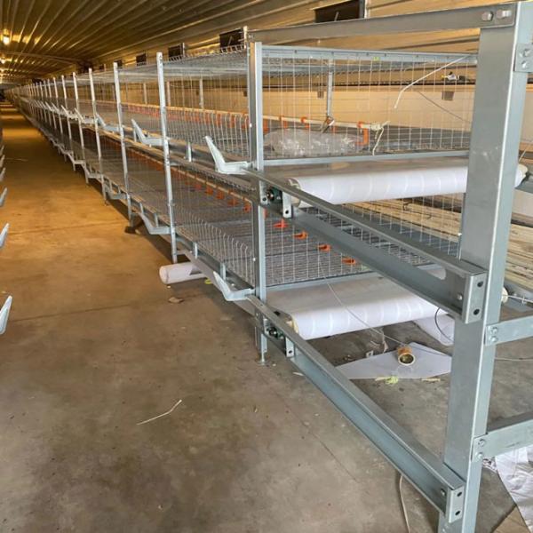 Quality Automatic Broiler Cage With Poultry Drinking System for sale