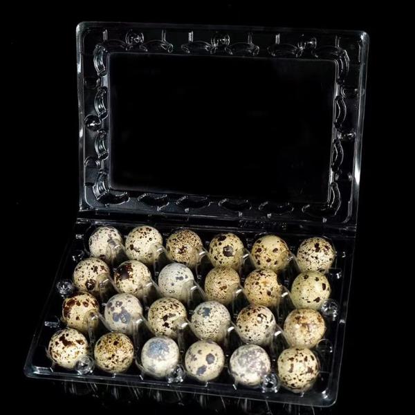 Customized 20 Holes Plastic Egg Packaging Disposable Quail Egg Containers