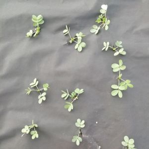 Spunbonded 70GSM 100GSM Weed Barrier Fabric PP Non Woven Material