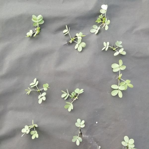 Spunbonded 70GSM 100GSM Weed Barrier Fabric PP Non Woven Material