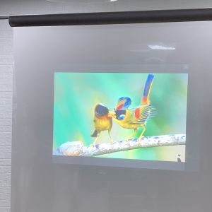 Holographic Projection Screen Film , Rear Projection Film For Glass For Window