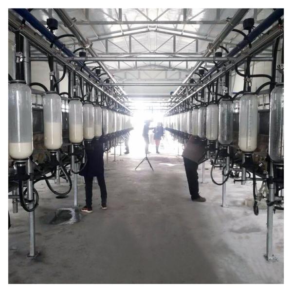 Quality Automatic Vacuum 2100L Herringbone Milking Parlor with Sunction Function for sale