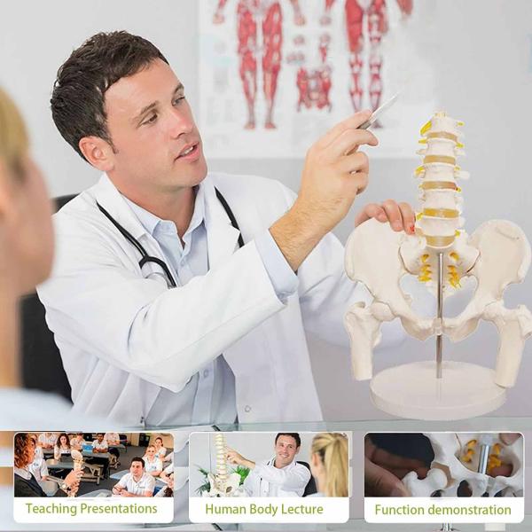 Medical Lumbar Spine Pelvic Anatomical Skeleton Model Vertebral Column 3D