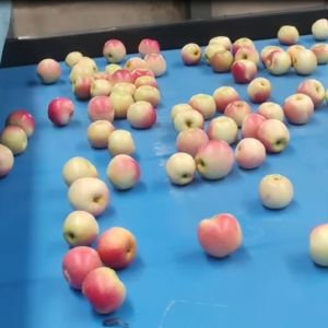 Intelligent Mechanical Apple Black Sorting And Grading Machine 6 Lanes