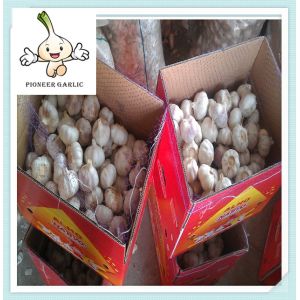 Jinxiang super garlic with each size Large Quantity