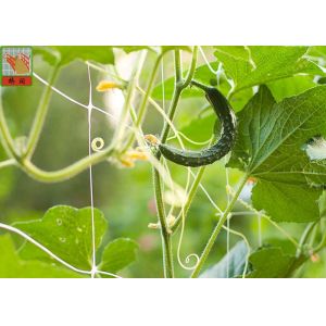 Plastic Climbing Plant Support Netting , Garden Mesh For Climbing Plants