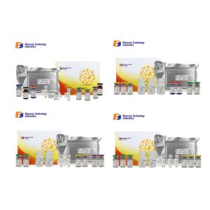 Wholesale Laboratory Research BAFF Human ELISA Kit With 2 Hours Assay Time 96 Wells Size from china suppliers