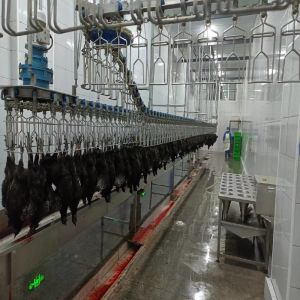 Automated Poultry Processing Machine For Slaughtering Chicken Customized