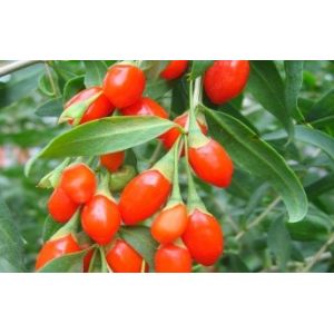 Pure Natural 10%-70% polysaccharides Goji Berry Extract--Lycium barbarum L.