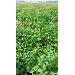 Top Quality From 5 Years experience manufacture echinacea extract