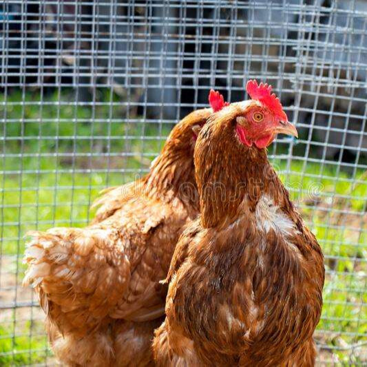 Promotional Various Durable Using 2x2 galvanized welded wire mesh Weld Mesh