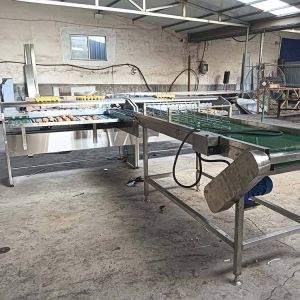 Automatic Egg Sort Grade Weighing And Sorting Egg Machine Egg Grading Process