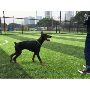 China Stem Shape Weaving Technique Artificial Grass with Effective Drainage System on sale