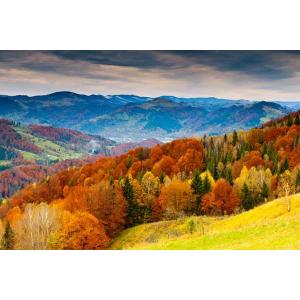 Anti-UV indoor window blinds roller printed blinds /Motorized roller blinds for