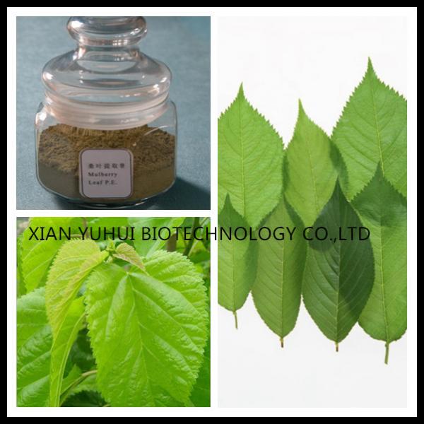 Quality Mulberry Leaf powder,folium mori extract, 1-DNJ price, Mulberry leaf extract benefits for sale