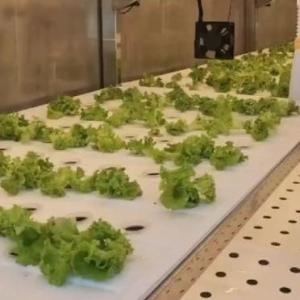 Shipping Container Vertical Farming with Commercial Greenhouse and Multi-Span